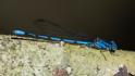 Argia anceps (Cerulean Dancer) male-4.jpg